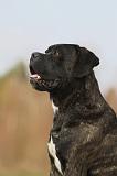 CANE CORSO 826